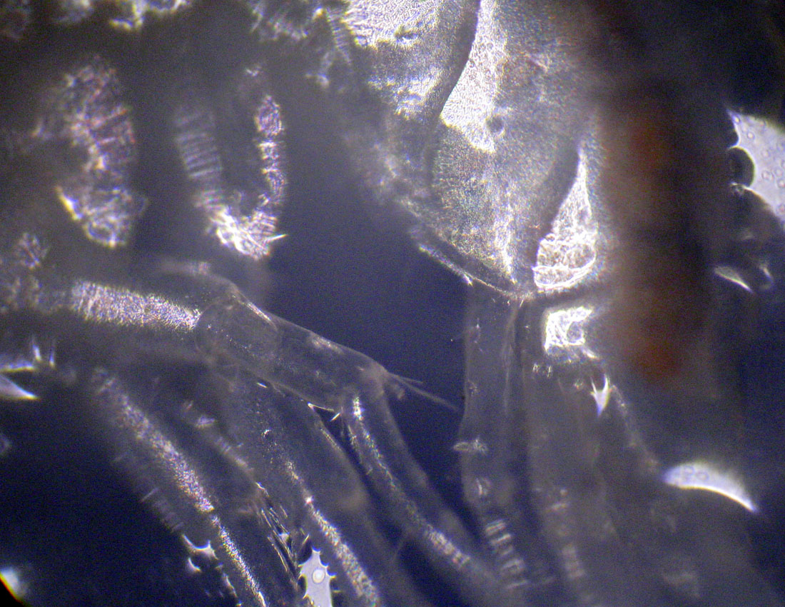 Gammarus sp